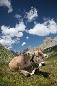 Une vache brune (Bos taurus) (définition réelle 2 912 × 4 368)