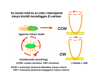 Correlation of swimming behaviour and flagellar rotation