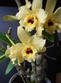 Dendrobium nobile