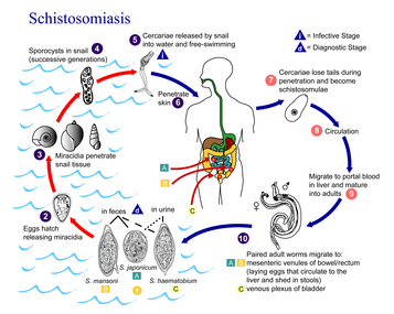 Cyklus schistosom