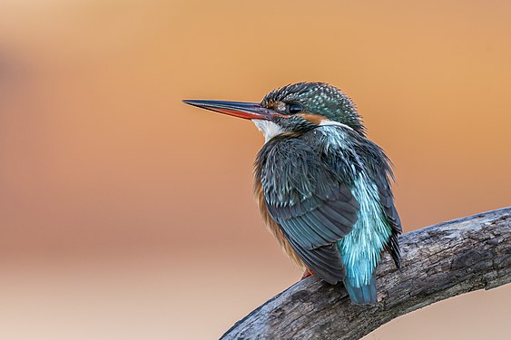 Kingfisher at sunrise Photograph: User:Norbertoe