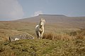 "Brecon Beacons"'da bir yarı vahşi midilli.