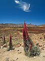 8 Echium wildpretii LC0203