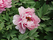 A tree peony (Paeonia suffruticosa)