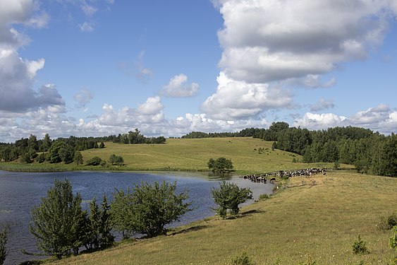 Lake Niespiš in Braslaw Lakes National Park. Photograph: Slarovin