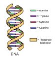 schema sintetico del DNA