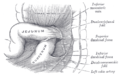 Fosses duodenals superior i inferior.