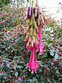 Fuchsia boliviana