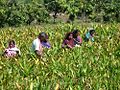 Herbal Farming in Chhattisgarh: Gulbakawali