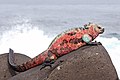 The Marine iguana is found only on the Galápagos Islands. It is the only modern lizard to live and forage in the sea.