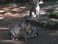 A Patagonian Mara family in Southwick's Zoo. Note pup nursing on mother.