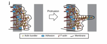 Depiction of protrusion of a cell using plastin within its membrane.