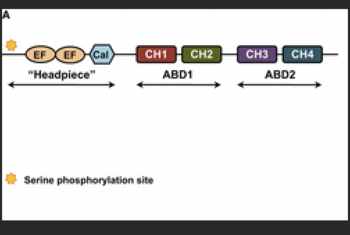 Plastin structure showing the headpiece, which contains the two EF-hand calcium-binding domains and two actin-binding domains (ABD) with two calponin homology (CH) domains in each ABD group.