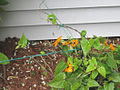 A young Thunbergia alata being trained to grow on a trellis feeder wire.