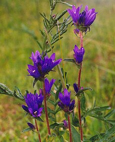 Tankiažiedis katilėlis (Campanula glomerata)