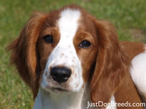 Welsh_springer_spaniel_08203