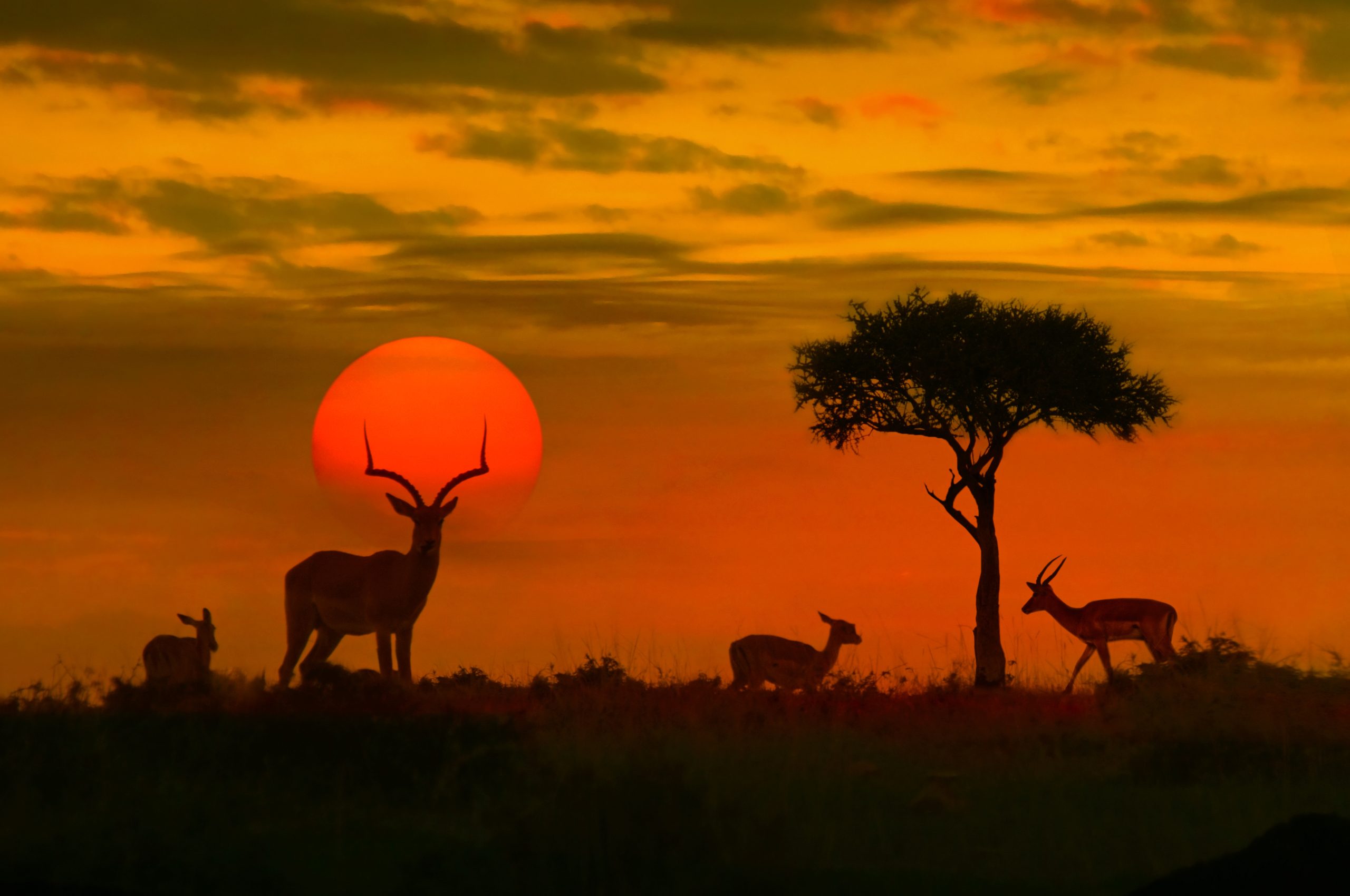 Sunset in Africa.