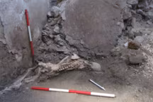 L'un des deux squelettes retrouvés dans la "Casa dei Pittori al Lavoro" effondrée (région IX, Parc archéologique de Pompéi, Italie).